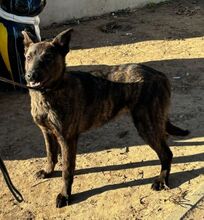 LOUISE, Hund, Belgischer Schäferhund in Ungarn - Bild 1