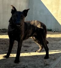 LOUISE, Hund, Belgischer Schäferhund in Ungarn - Bild 5