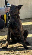 LOUISE, Hund, Belgischer Schäferhund in Ungarn - Bild 6