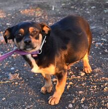 ELLI, Hund, Mischlingshund in Ungarn - Bild 2