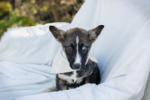 CHIPNR235656, Hund, Siberian Husky-Mix in Kroatien - Bild 5