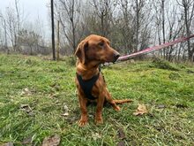 POGACSA, Hund, Mischlingshund in Buchholz - Bild 3