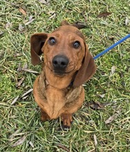 ULRICH, Hund, Dackel-Mix in Ungarn - Bild 3