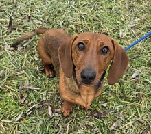 ULRICH, Hund, Dackel-Mix in Ungarn - Bild 4