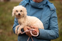 HABCSOK, Hund, Mischlingshund in Ungarn - Bild 1