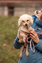 HABCSOK, Hund, Mischlingshund in Ungarn - Bild 2