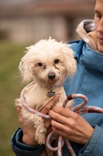 HABCSOK, Hund, Mischlingshund in Ungarn - Bild 3