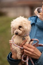 HABCSOK, Hund, Mischlingshund in Ungarn - Bild 4