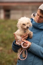 HABCSOK, Hund, Mischlingshund in Ungarn - Bild 6