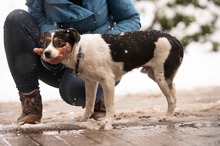 MONOKLI, Hund, Mischlingshund in Ungarn - Bild 10