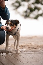 MONOKLI, Hund, Mischlingshund in Ungarn - Bild 12