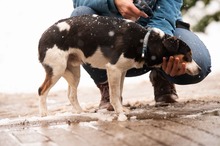 MONOKLI, Hund, Mischlingshund in Ungarn - Bild 14