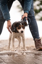 MONOKLI, Hund, Mischlingshund in Ungarn - Bild 15