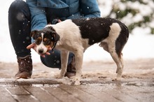 MONOKLI, Hund, Mischlingshund in Ungarn - Bild 2