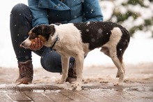 MONOKLI, Hund, Mischlingshund in Ungarn - Bild 4