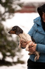 ZULEJKA, Hund, Dackel in Marsberg - Bild 3