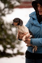 ZULEJKA, Hund, Dackel in Marsberg - Bild 4