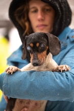 ZULEJKA, Hund, Dackel in Marsberg - Bild 6