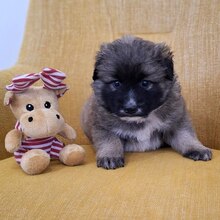 ZANE, Hund, Mischlingshund in Rumänien - Bild 1