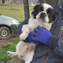 PEPITA, Hund, Pekingese in Nörten-Hardenberg - Bild 1