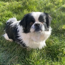 PEPITA, Hund, Pekingese in Nörten-Hardenberg - Bild 2