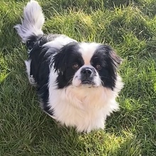 PEPITA, Hund, Pekingese in Nörten-Hardenberg - Bild 3