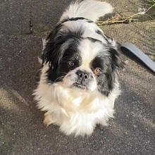 PEPITO, Hund, Pekingese in Nörten-Hardenberg - Bild 4