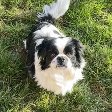 PEPITO, Hund, Pekingese in Nörten-Hardenberg - Bild 5