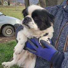 PEPITO, Hund, Pekingese in Nörten-Hardenberg - Bild 6