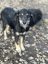 NEVIO, Hund, Mischlingshund in Rumänien - Bild 2