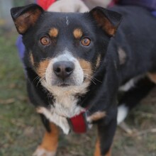 PANCHO, Hund, Mischlingshund in Rumänien - Bild 2