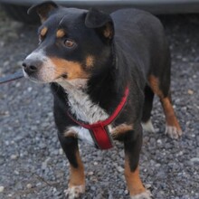 PANCHO, Hund, Mischlingshund in Rumänien - Bild 3