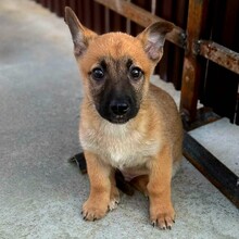 SILKA, Hund, Mischlingshund in Rumänien - Bild 4