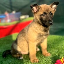 SILKA, Hund, Mischlingshund in Rumänien - Bild 6