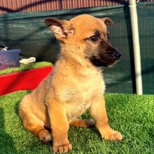 SOBY, Hund, Mischlingshund in Rumänien - Bild 3