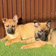 SOBY, Hund, Mischlingshund in Rumänien - Bild 6