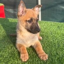 SOBY, Hund, Mischlingshund in Rumänien - Bild 8