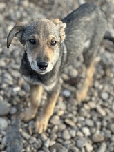 NICK, Hund, Mischlingshund in Rumänien - Bild 1