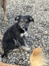 NAYLA, Hund, Mischlingshund in Rumänien - Bild 2