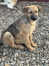 ARWEN, Hund, Mischlingshund in Rumänien - Bild 1