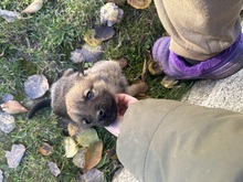 ARWEN, Hund, Mischlingshund in Rumänien - Bild 10