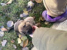 ARWEN, Hund, Mischlingshund in Rumänien - Bild 12