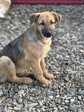 ARWEN, Hund, Mischlingshund in Rumänien - Bild 2