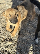 ARWEN, Hund, Mischlingshund in Rumänien - Bild 3