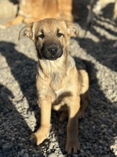 ARWEN, Hund, Mischlingshund in Rumänien - Bild 4