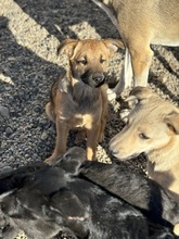 ARWEN, Hund, Mischlingshund in Rumänien - Bild 5