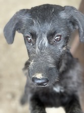 GARDI, Hund, Mischlingshund in Rumänien - Bild 2