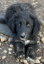 GINO, Hund, Mischlingshund in Rumänien - Bild 1