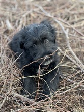 GOJO, Hund, Mischlingshund in Rumänien - Bild 1