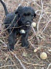 GOJO, Hund, Mischlingshund in Rumänien - Bild 2